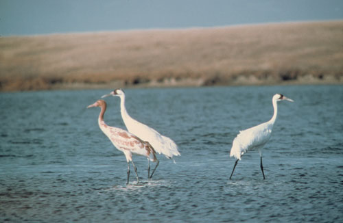 Long Legged Water Birds
