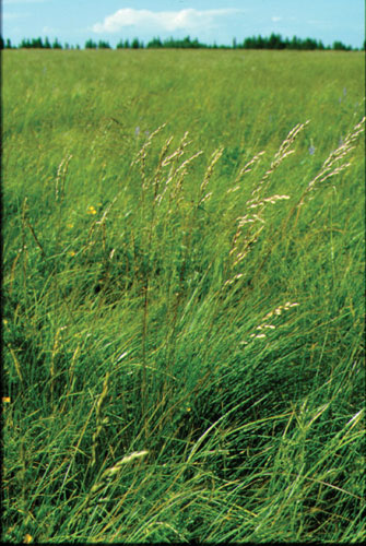 the Grassland Biome that
