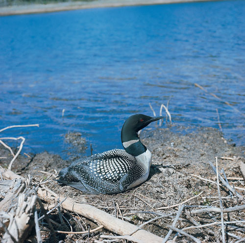 common loon. Northern or common loon.