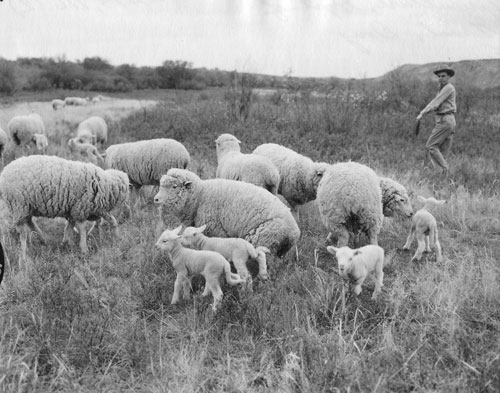 sheep farming and industry